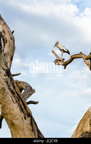 Asian Openbill Anastomus (oscitante) Blanc oiseau seul se tenant sur les arbres qui sont morts dans la sécheresse Banque D'Images