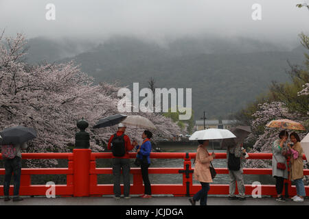 Garde-corps rouge vif d'un pont sur un canal à Kyoto où le Japonais avec des parasols sont une marche sous la pluie, des cerisiers en fleurs le long du canal. Banque D'Images