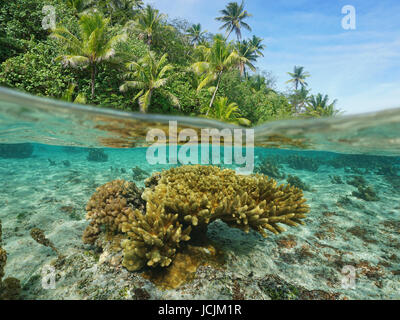 Plus de surface de la mer sous près d'un port avec une végétation tropicale et sous-marin de coraux Acropora split par flottaison, Tahaa, Pacifique, Polynésie Française Banque D'Images