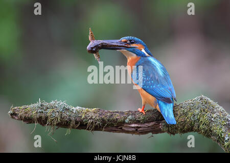 Kingfisher (Alcedo atthis) assis avec le poisson dans le bec, direction générale moussus Siegerland, Rhénanie du Nord-Westphalie, Allemagne Banque D'Images