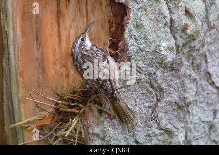 Bruant eurasien (Certhia familiaris) sur un tronc d'arbre, Siegerland, Rhénanie du Nord-Westphalie, Allemagne Banque D'Images