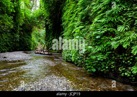 Accueil Creek coule au-delà de la fougère et de la mousse des murs couverts de Fern Canyon dans le Nord de la Californie's Prairie Creek Redwoods State Park. Prairie Creek Bois Rouge Banque D'Images