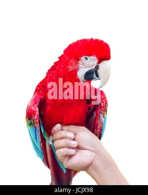 Green-Winged Macaw Ara chloroptera Nom scientifique perchaude à main sur fond blanc Banque D'Images