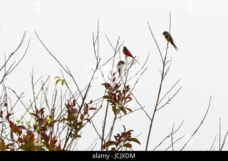 Minivet rouge écarlate oiseaux (Pericrocotus flammeus) les mâles sont une rougeur, une femelle et le poussin est jaune en Thaïlande Banque D'Images