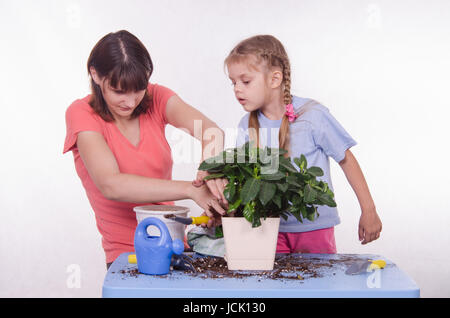 Mère et fille cinq ans houseplant transplantées d'un pot à l'autre Banque D'Images