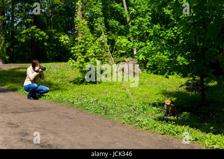 La région de Moscou, Russie, le 28 mai 2017 : une fille prend des photos d'un fox. Banque D'Images