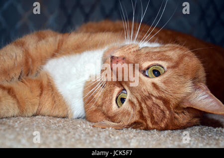 Détente tabby Orange Banque D'Images