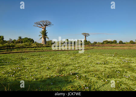 Champ de fleurs près de l'Avenue des baobabs, Madagascar Banque D'Images