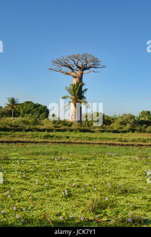 Champ de fleurs près de l'Avenue des baobabs, Madagascar Banque D'Images