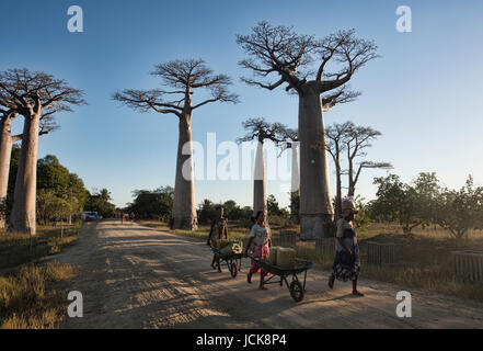 La vie sur l'Avenue des baobabs, Madagascar Banque D'Images