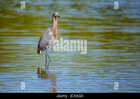Aigrette garzette (Egretta rufescens rougeâtre) pataugeant dans l'eau Banque D'Images