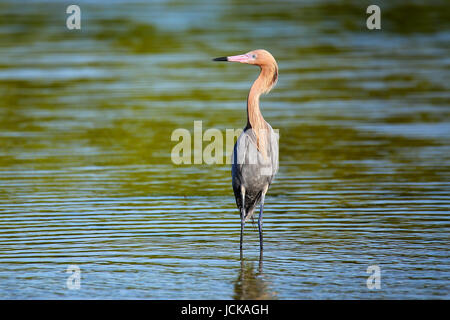 Aigrette garzette (Egretta rufescens rougeâtre) pataugeant dans l'eau Banque D'Images