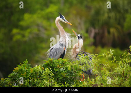 Le Grand Héron (Ardea herodias) debout dans le nid. C'est le plus grand héron en Amérique du Nord. Banque D'Images