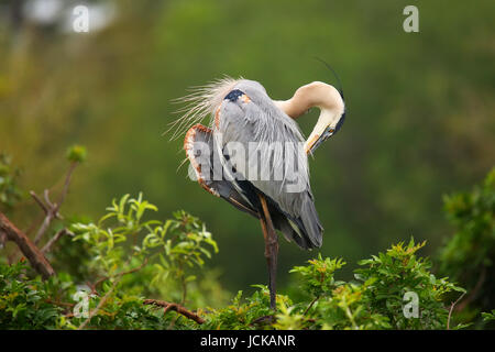 Grand Héron (Ardea herodias) se lissant ses plumes. C'est le plus grand héron en Amérique du Nord. Banque D'Images