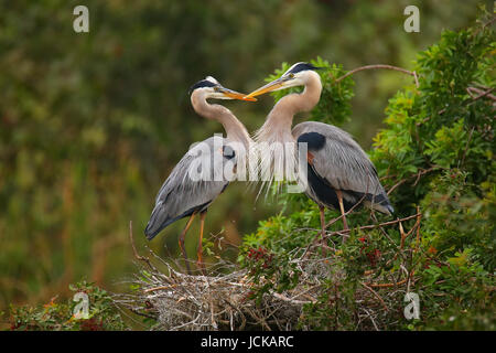 Le Grand Héron (Ardea herodias) debout dans le nid. C'est le plus grand héron en Amérique du Nord. Banque D'Images