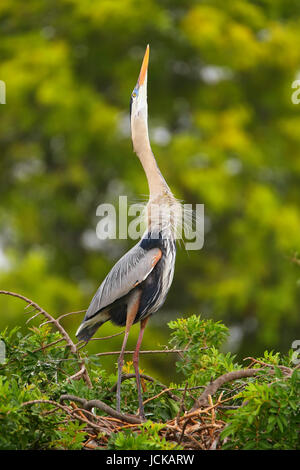 Grand Héron (Ardea herodias) dans l'écran de sélection. C'est le plus grand héron en Amérique du Nord. Banque D'Images