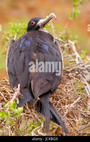 Femme Frégate superbe (Fregata magnificens) sur l'île Seymour Nord, Parc National des Galapagos, Equateur Banque D'Images