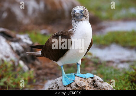 Fou à pieds bleus (Sula nebouxii) sur l'île Seymour Nord, Parc National des Galapagos, Equateur Banque D'Images