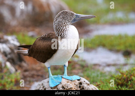 Fou à pieds bleus (Sula nebouxii) sur l'île Seymour Nord, Parc National des Galapagos, Equateur Banque D'Images