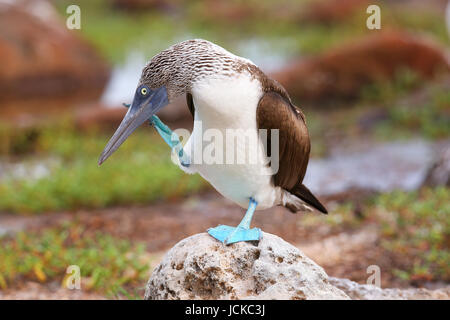 Fou à pieds bleus (Sula nebouxii) sur l'île Seymour Nord, Parc National des Galapagos, Equateur Banque D'Images