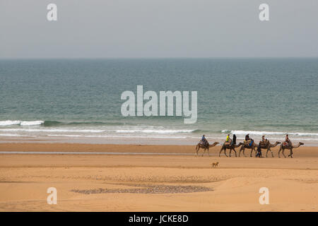 Caravane de chameaux cinq déménagement vers la mer sur la plage de Sidi Kaouki avec méconnaissable, touristes près de Essaouira. Maroc Banque D'Images