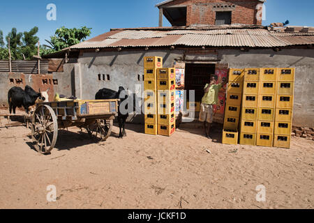 Panier zébu livraison de bière, Belo Tsiribihina, Madagascar Banque D'Images