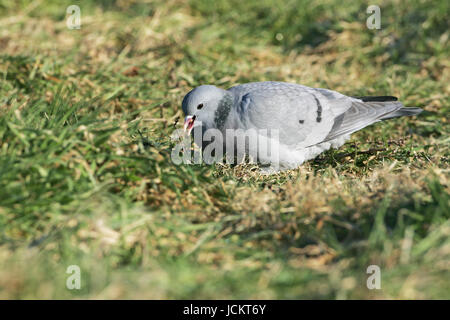 Pigeon colombin Columba oenas se nourrir sur les terres agricoles Banque D'Images