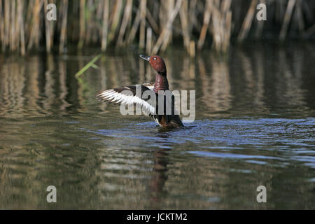 Fuligule nyroca Aythya nyroca des ailes après le bain dans la piscine près de Tiszaalpar La Hongrie Banque D'Images