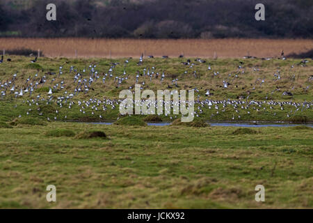 Le bécasseau variable Calidris alpina troupeau au repos et en vol certains Farlington Marshes Hampshire et l'île de Wight Wildlife Trust Réserver Hampshire England UK Jan Banque D'Images