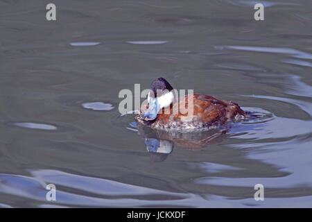 L'érismature rousse Oxyura jamaicensis mâle en captivité à Arundel Wildfowl and Wetlands Trust Sussex England Banque D'Images