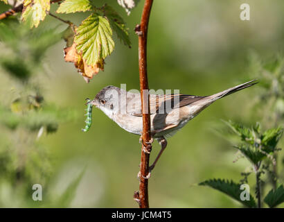 Fauvette grisette (Sylvia communis) Banque D'Images