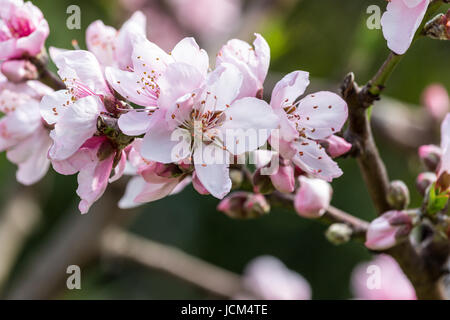Détail de pêchers en fleurs au printemps. Banque D'Images