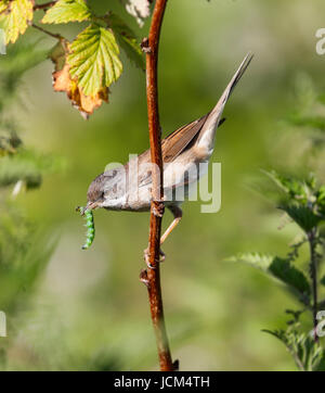 Fauvette grisette (Sylvia communis) Banque D'Images