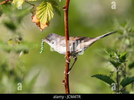 Fauvette grisette (Sylvia communis) Banque D'Images