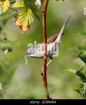 Fauvette grisette (Sylvia communis) Banque D'Images