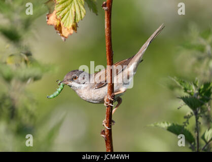 Fauvette grisette (Sylvia communis) Banque D'Images