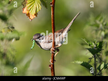 Fauvette grisette (Sylvia communis) Banque D'Images