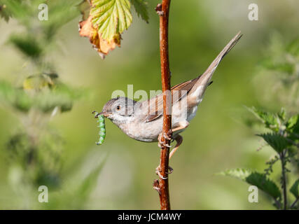 Fauvette grisette (Sylvia communis) Banque D'Images