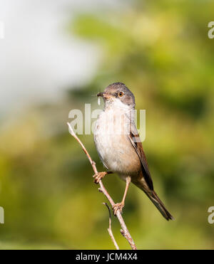 Fauvette grisette (Sylvia communis) Banque D'Images