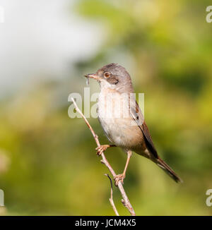 Fauvette grisette (Sylvia communis) Banque D'Images