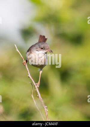 Fauvette grisette (Sylvia communis) Banque D'Images