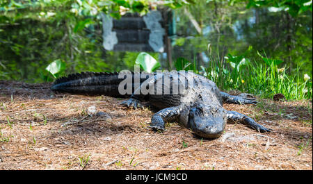 Un grand alligator dans le marécage Okefenokee. Banque D'Images