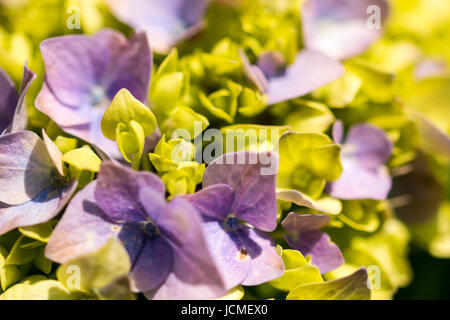 L'Hydrangea macro close up soleil violet vert Banque D'Images