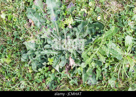 Les mauvaises herbes nuisibles, parasites, de pissenlit herbe pelouse herbicide en avant, un désherbant, weed whacker Banque D'Images