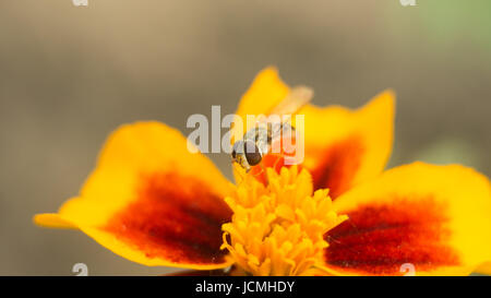 Oiseaux Insectes mouche se repose sur une fleur rouge-jaune vif. La surface est éclairée par le soleil. Photo macro d'un insecte avec un élargissement de l'extrême Banque D'Images