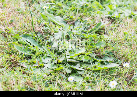 Les mauvaises herbes nuisibles, parasites, de pissenlit herbe pelouse herbicide en avant, un désherbant, weed whacker Banque D'Images