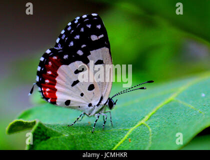 Un magnifique petit papillon sur une feuille verte vu dans un jardin familial au Sri Lanka Banque D'Images