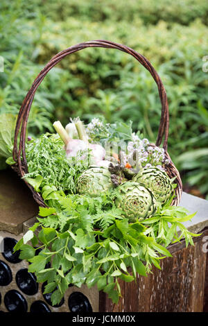 Panier de légumes fraîchement cueillis y compris les artichauts, l'ail et les asperges dans un jardin humide UK Banque D'Images