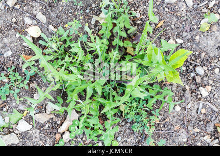 Les mauvaises herbes nuisibles, parasites, de pissenlit herbe pelouse herbicide en avant, un désherbant, weed whacker Banque D'Images