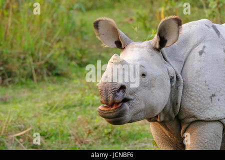 Espèce indienne en voie de disparition Rhino Rhinoceros, unicornis, espèce en voie de disparition dans le parc national du Kaziranga, Assam, Inde. Banque D'Images